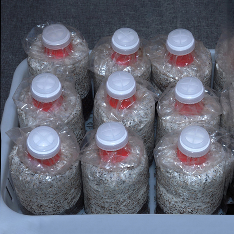 10 pçs cogumelo crescer saco s - Mushroom Spawn Bag avaliação e preço