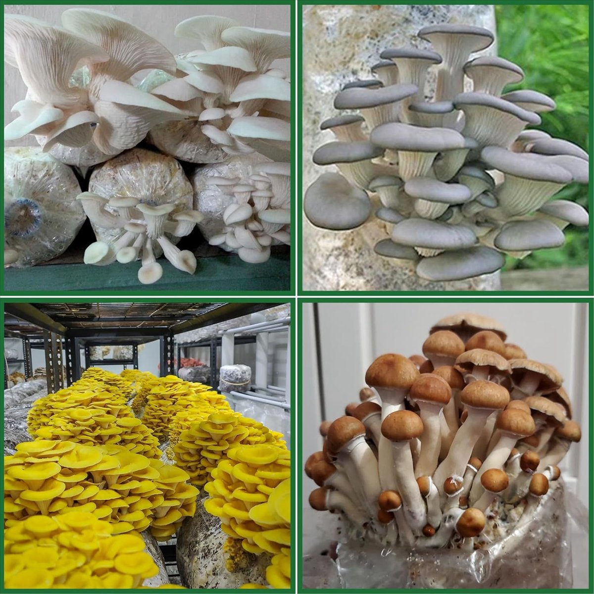 Sacos para Cultivo de Cogumelo - Mushroom Spawn Bag avaliação e preço