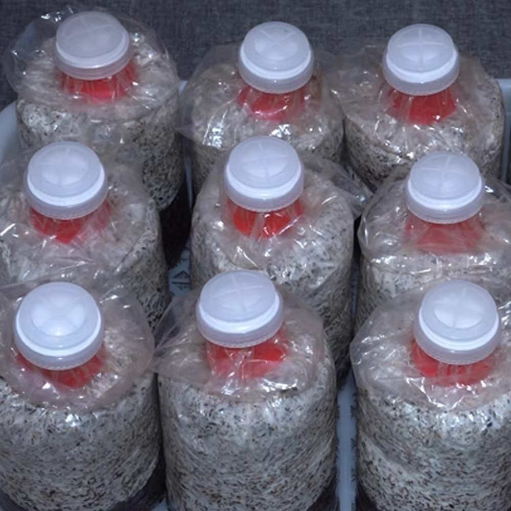 10 Peças de Sacos Impermeáveis - Mushroom Spawn Bag avaliação e preço